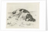 Sleeping dog by Hendrik Godart de Marée