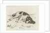 Sleeping dog by Hendrik Godart de Marée