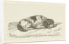 Sleeping dog with head resting on front paws by Jan Dasveldt