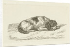 Sleeping dog with head resting on front paws by Jan Dasveldt