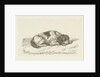 Sleeping dog with head resting on front paws by Jan Dasveldt