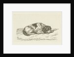 Sleeping dog with head resting on front paws by Jan Dasveldt