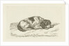 Sleeping dog with head resting on front paws by Jan Dasveldt