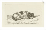Sleeping dog with head resting on front paws by Jan Dasveldt