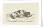 Sleeping dog with head resting on front paws by Jan Dasveldt