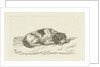 Sleeping dog with head resting on front paws by Jan Dasveldt