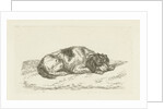 Sleeping dog with head resting on front paws by Jan Dasveldt