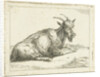 Goat by Jan Dasveldt