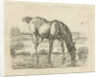Drinking horse by Jan Dasveldt