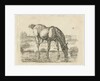 Drinking horse by Jan Dasveldt