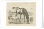 Drinking horse by Jan Dasveldt