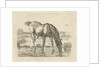 Drinking horse by Jan Dasveldt