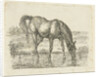 Drinking horse by Jan Dasveldt