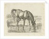 Drinking horse by Jan Dasveldt
