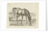 Drinking horse by Jan Dasveldt