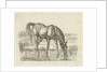 Drinking horse by Jan Dasveldt