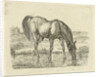 Drinking horse by Jan Dasveldt
