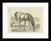 Drinking horse by Jan Dasveldt