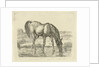 Drinking horse by Jan Dasveldt