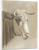 Cows head by Johann Heinrich Roos