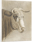 Cows head by Johann Heinrich Roos