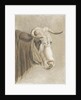Cows head by Johann Heinrich Roos