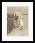 Cows head by Johann Heinrich Roos