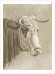 Cows head by Johann Heinrich Roos