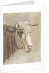 Cows head by Johann Heinrich Roos