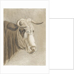 Cows head by Johann Heinrich Roos