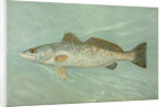 The Spotted Sea Trout, Cynoscion maculatum by J. L. Petrie