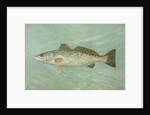 The Spotted Sea Trout, Cynoscion maculatum by J. L. Petrie