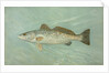 The Spotted Sea Trout, Cynoscion maculatum by J. L. Petrie