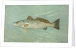 The Spotted Sea Trout, Cynoscion maculatum by J. L. Petrie