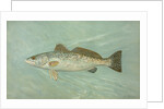 The Spotted Sea Trout, Cynoscion maculatum by J. L. Petrie