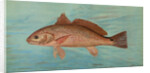 The Red Drum or Channel Bass, Scioena ocellata by J. L. Petrie