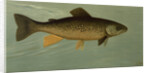 Hybrid Trout Cross of the Lake and Brook Trout by J. L. Petrie