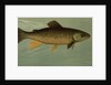 Hybrid Trout Cross of the Lake and Brook Trout by J. L. Petrie