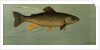 Hybrid Trout Cross of the Lake and Brook Trout by J. L. Petrie