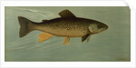 Hybrid Trout Cross of the Lake and Brook Trout by J. L. Petrie