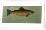 Hybrid Trout Cross of the Lake and Brook Trout by J. L. Petrie