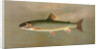 The American Brook Trout, Salvelinus fontinalis by J. L. Petrie