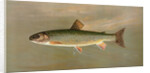 The American Brook Trout, Salvelinus fontinalis by J. L. Petrie