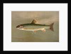 The American Brook Trout, Salvelinus fontinalis by J. L. Petrie