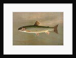 The American Brook Trout, Salvelinus fontinalis by J. L. Petrie