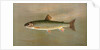 The American Brook Trout, Salvelinus fontinalis by J. L. Petrie