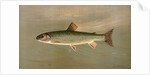 The American Brook Trout, Salvelinus fontinalis by J. L. Petrie