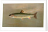 The American Brook Trout, Salvelinus fontinalis by J. L. Petrie