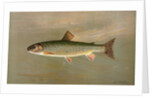 The American Brook Trout, Salvelinus fontinalis by J. L. Petrie