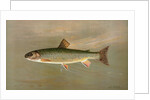 The American Brook Trout, Salvelinus fontinalis by J. L. Petrie
